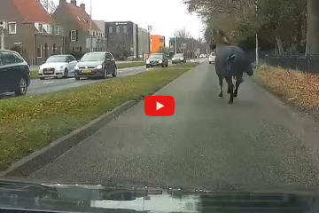 paard spring voor lesauto
